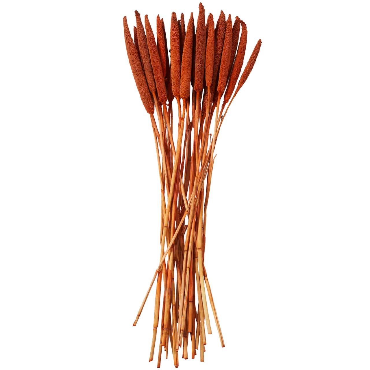 Dried Plant Bunny Tail Natural Foliage with Long Stems